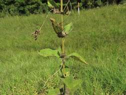 Eupatorium cordigerum (Fern.) Fern.的圖片