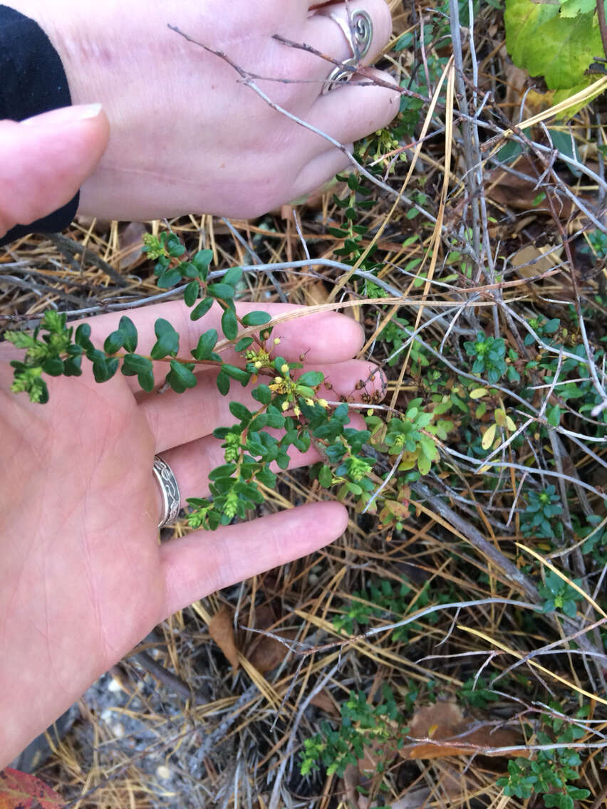 Image of Sand-Myrtle