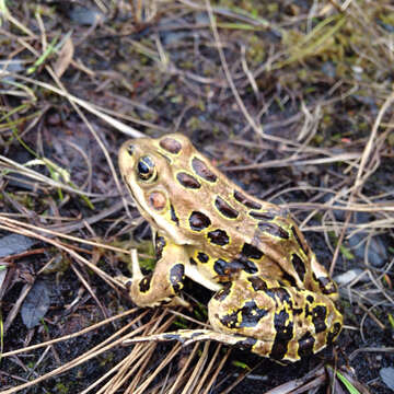 Image of Northern Leopard Frog