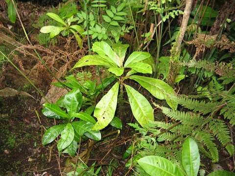 Image of Maui Pilo Kea