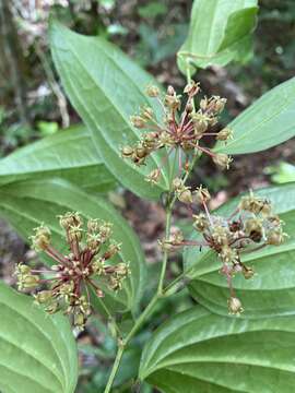 Image of Smilax spicata Vell.