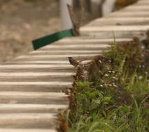 Image of Prinia khasiana