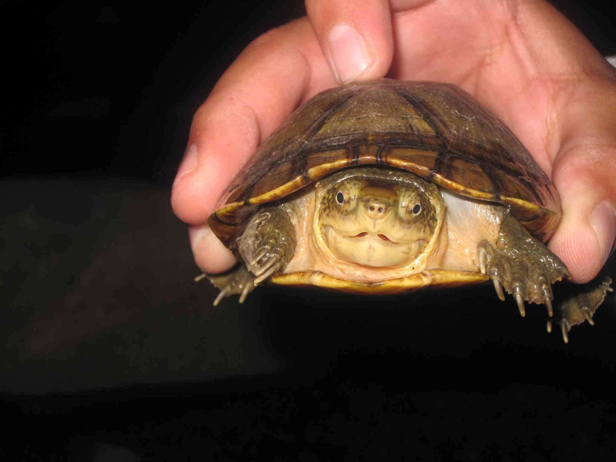 Image of Mexican Mud Turtle