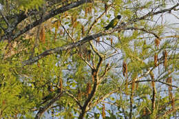 Image of Nanday Parakeet