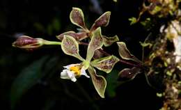 Image of Encyclia granitica (Lindl.) Schltr.