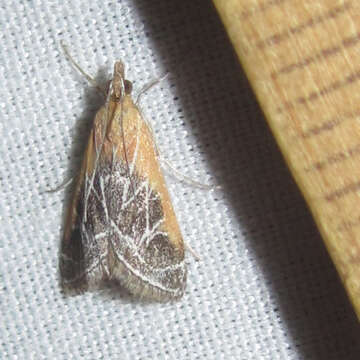 Image of Fulvous-edged Pyrausta Moth