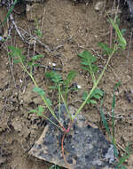 Image of Erodium hoefftianum C. A. Meyer