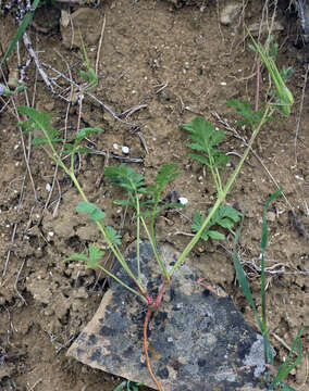 Слика од Erodium hoefftianum C. A. Meyer