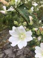 Image of Malva weinmanniana (Besser ex Rchb.) Conran