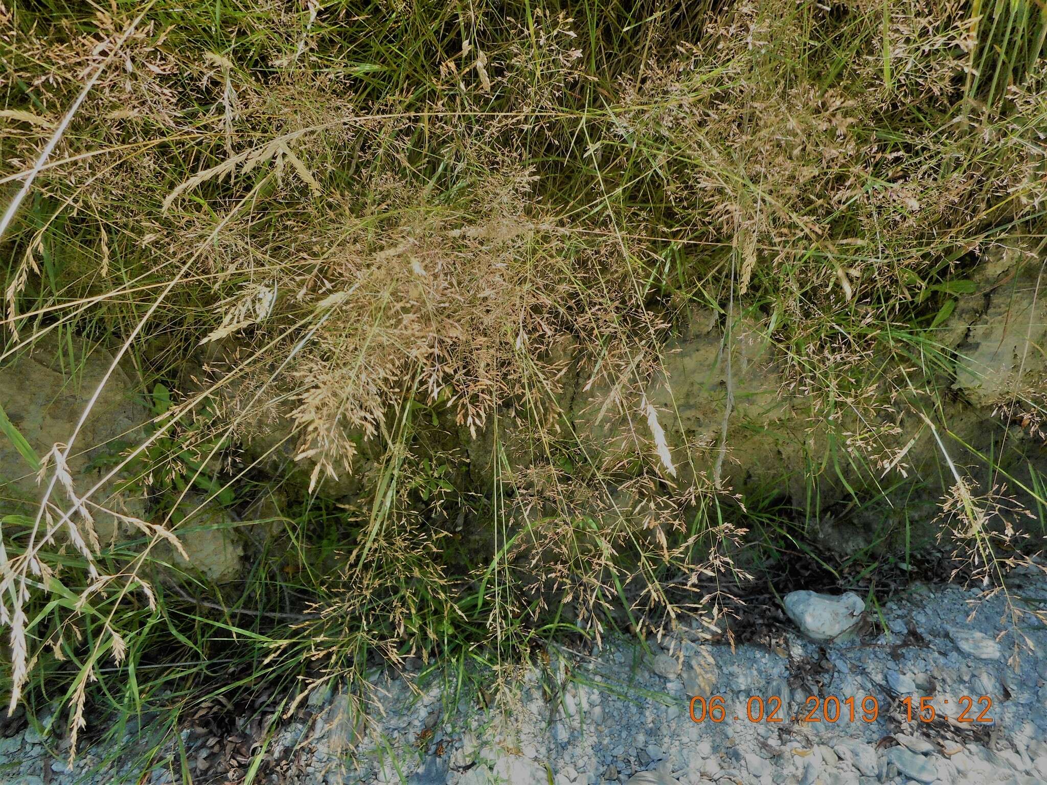 Image de Agrostis commun