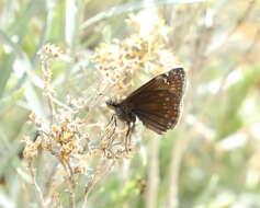 Erynnis afranius Lintner 1878的圖片