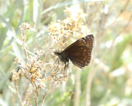 Image de Erynnis afranius Lintner 1878