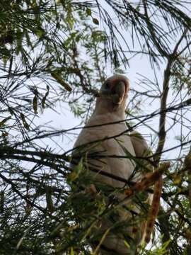 Image of Cacatua sanguinea gymnopis Sclater & PL 1871