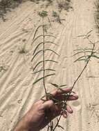 Euphorbia articulata Aubl. resmi