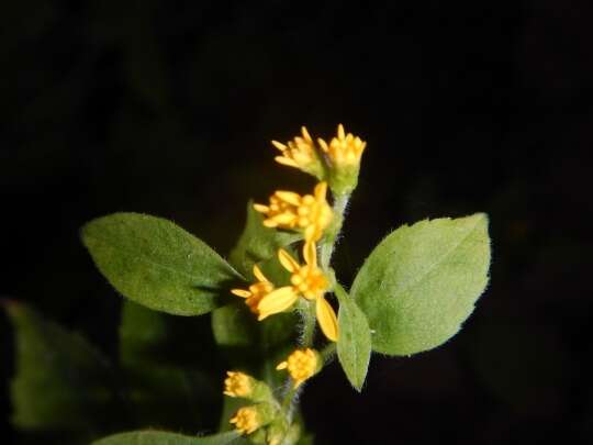 Plancia ëd Solidago albopilosa L. Braun