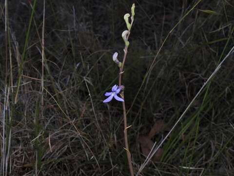 Image of Lobelia gibbosa Labill.