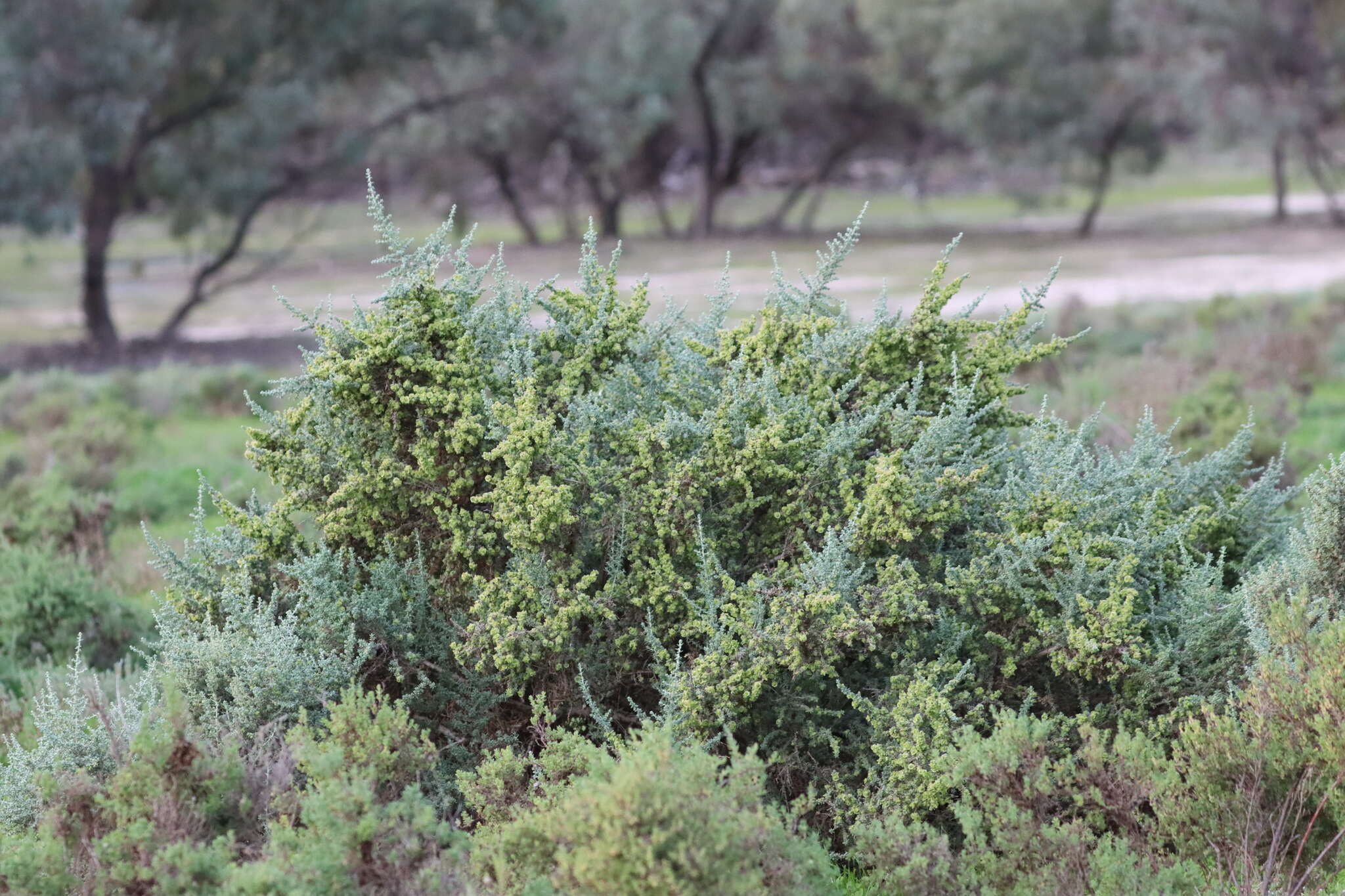 Maireana pyramidata (Benth.) P. G. Wilson resmi