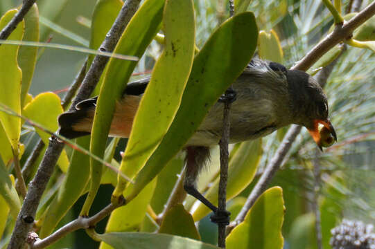 Image of Mistletoebird