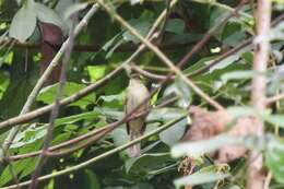 Image of Charlotte's Bulbul