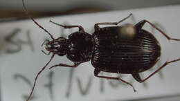 Image of Agonum (Olisares) melanarium Dejean 1828