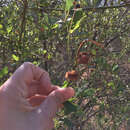 Image of Ceanothus Bud Gall Midge