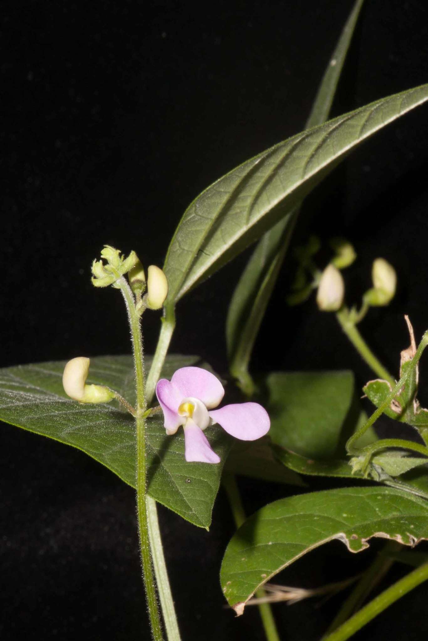 Plancia ëd Phaseolus acutifolius A. Gray