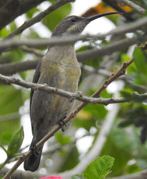 Image of Nectarinia famosa famosa (Linnaeus 1766)