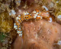 Image of White tipped red and white slug