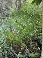 Image of Menisciopsis cyatheoides (Kaulf.) S. E. Fawc. & A. R. Sm.