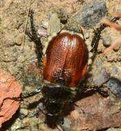 Anthoplia resmi