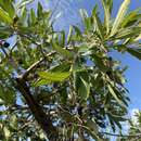 Image of Ozoroa sphaerocarpa R. & A. Fernandes