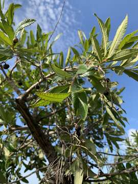 Image of Ozoroa sphaerocarpa R. & A. Fernandes