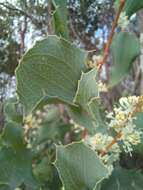 Слика од Hakea undulata R. Br.