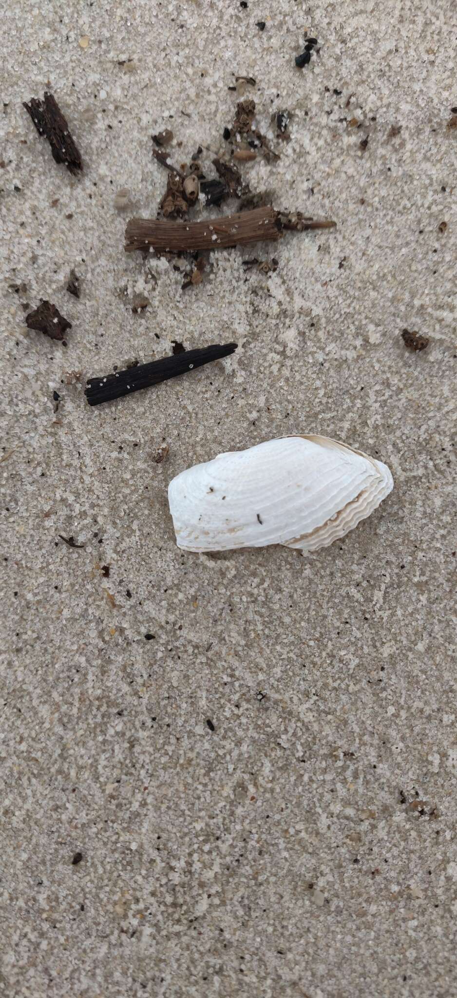 Image of Atlantic mud piddock