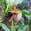 Слика од Epidendrum cerinum Schltr.