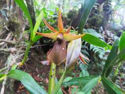 Image of Epidendrum cerinum Schltr.