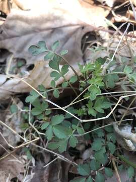 Image de Phacelia covillei S. Wats.