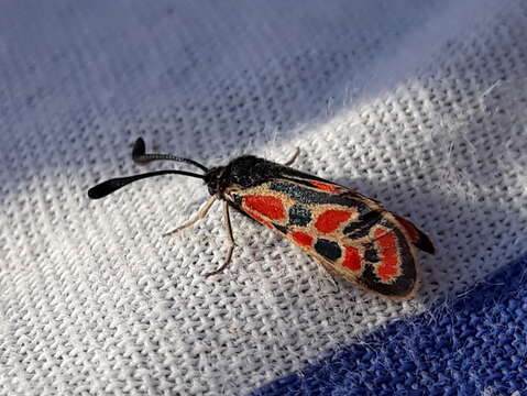 Image of Zygaena orana Duponchel 1835