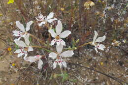 Image of Lapeirousia fabricii subsp. fabricii