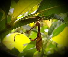 Image of Bittacus disternum Byers 1996