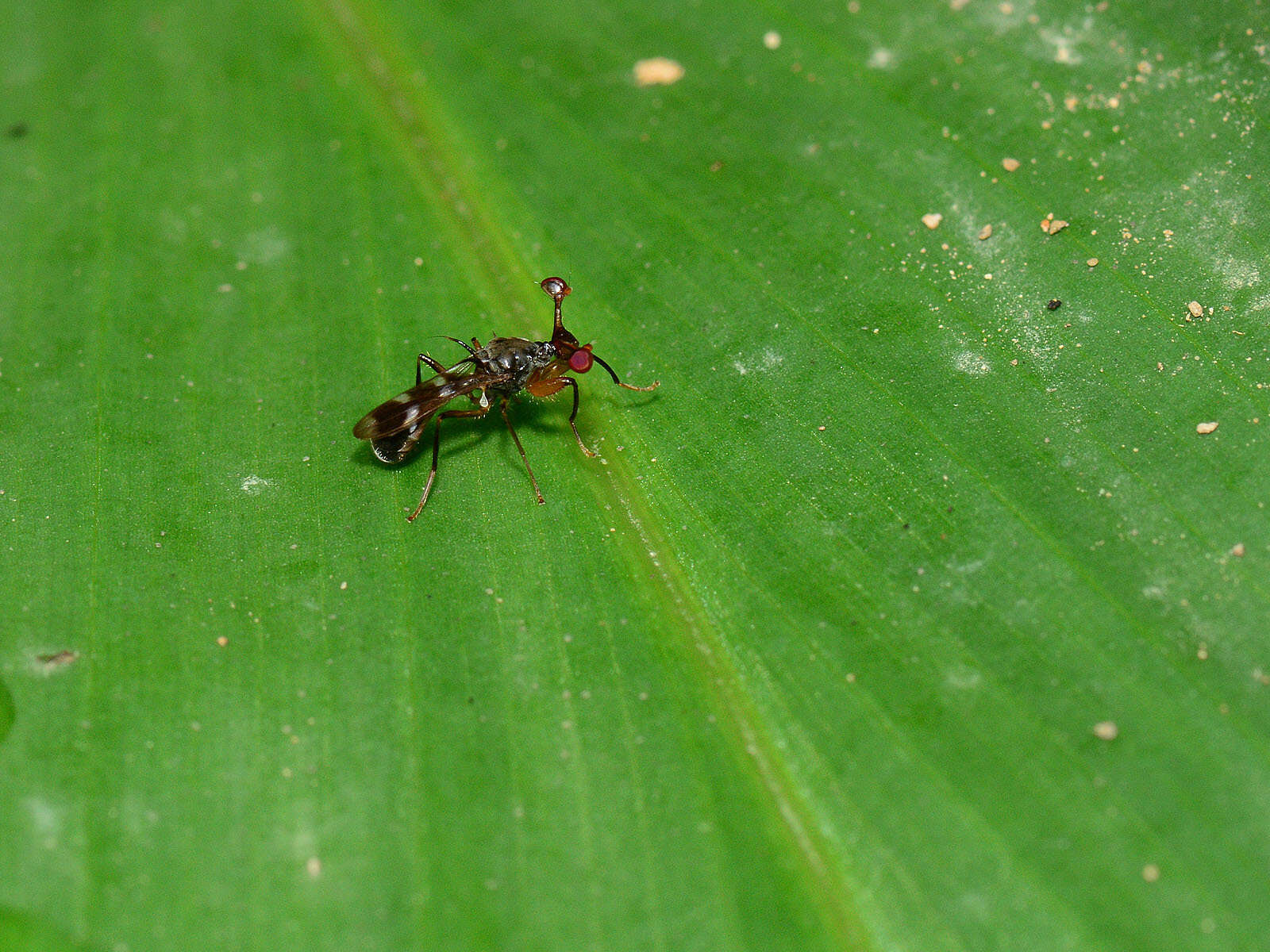 Teleopsis quadriguttata (Walker 1856)的圖片