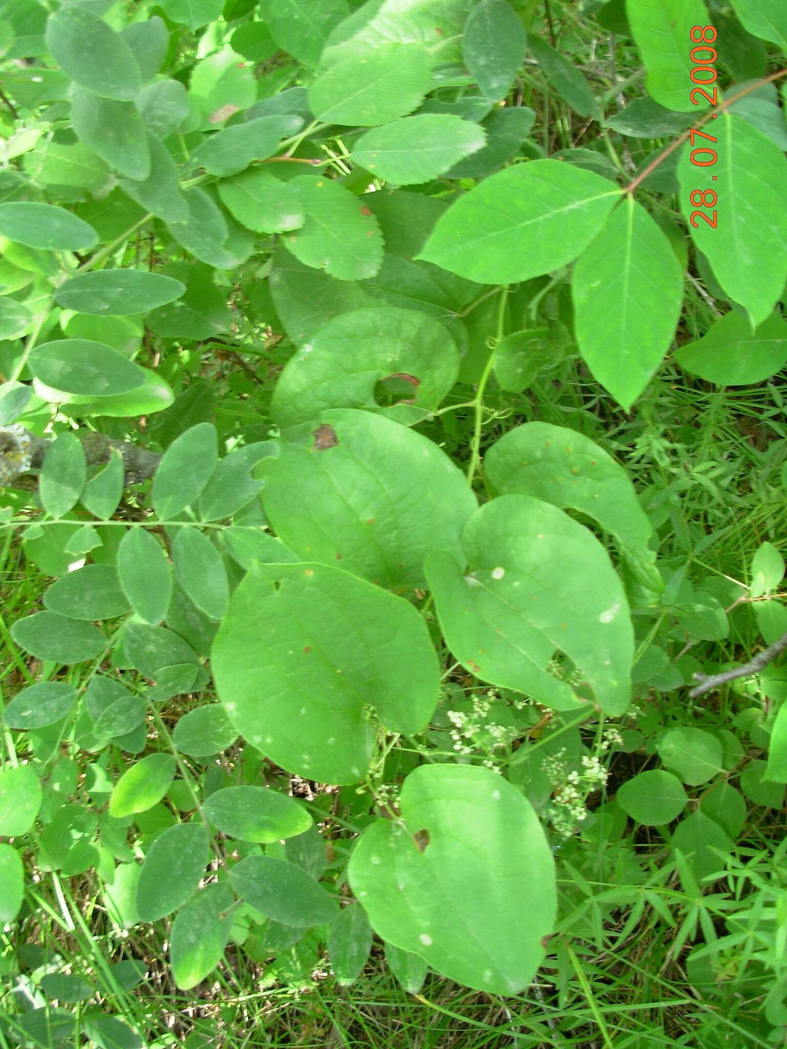 Image of Blue Ridge carrionflower