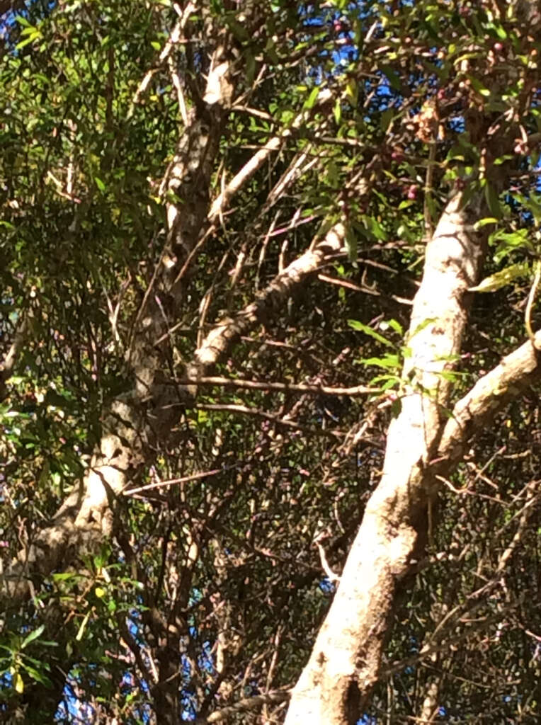 Image of Mousehole tree