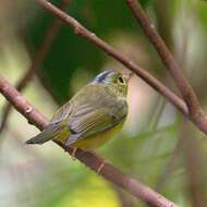 Image of Alström's Warbler