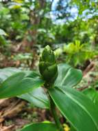 Image of Costus arabicus L.