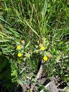 Pulicaria vulgaris Gaertn. resmi