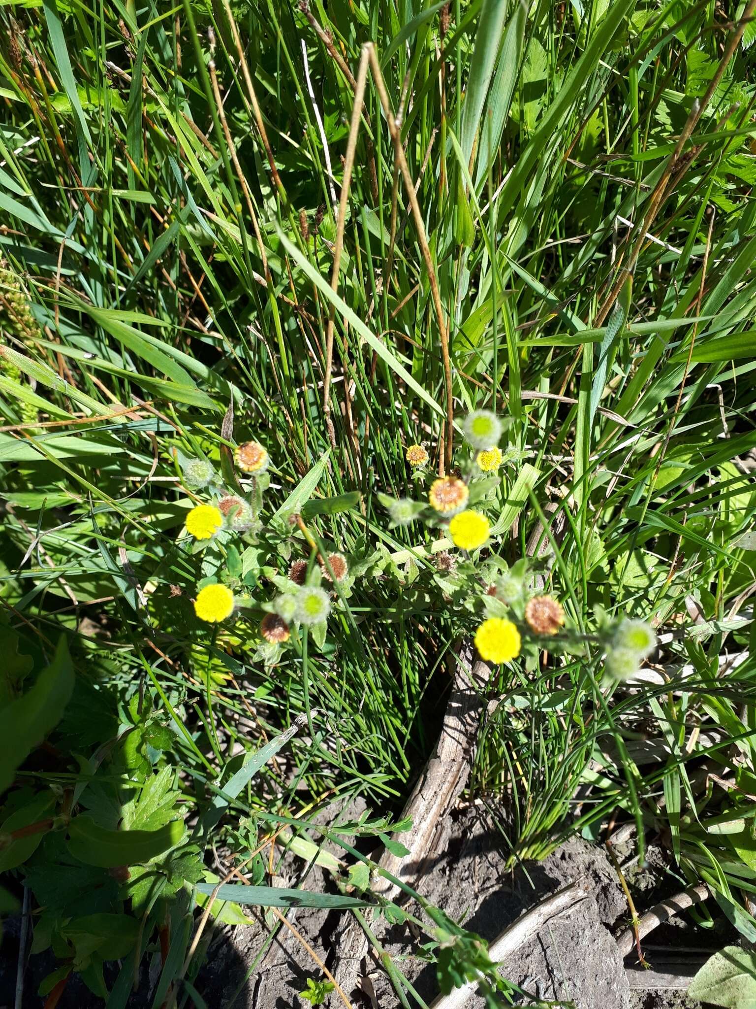 Pulicaria vulgaris Gaertn. resmi