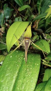 Imagem de Pleurothallis killipii Garay