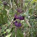 Image de Callicarpa formosana var. formosana