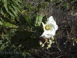 Sivun Ipomoea murucoides Roem. & Schult. kuva